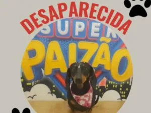 Cachorro raça Basset-Cofap idade 6 ou mais anos nome Lika