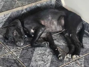 Cachorro raça SRD-ViraLata idade 2 a 6 meses nome Sem nome por enquanto