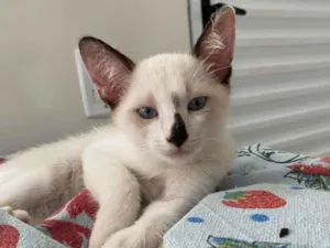 Gato raça SRD-ViraLata idade Abaixo de 2 meses nome Narizinho 