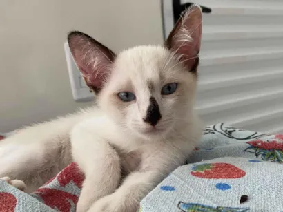 Gato raça SRD-ViraLata idade Abaixo de 2 meses nome Narizinho 