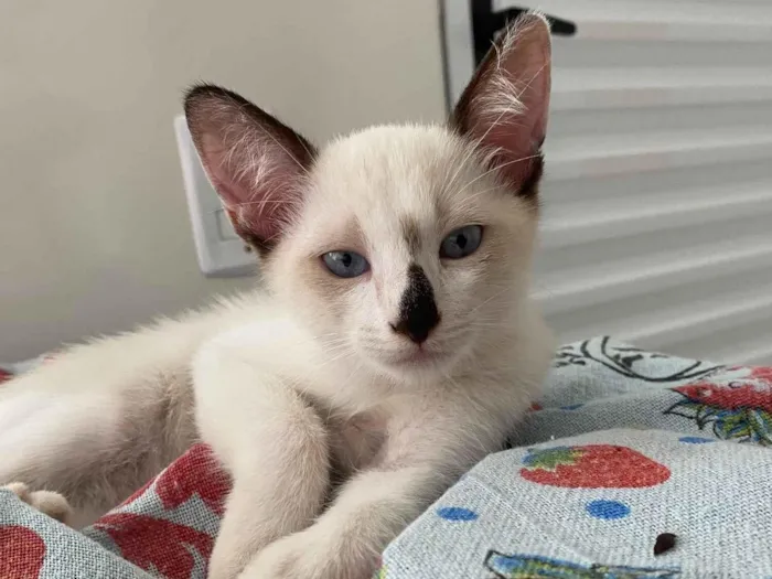 Gato raça SRD-ViraLata idade Abaixo de 2 meses nome Narizinho 