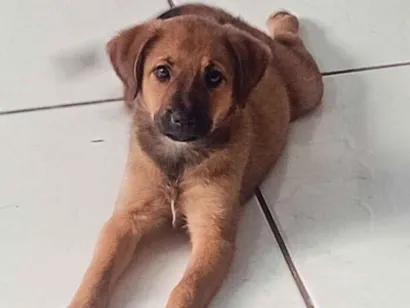 Cachorro raça SRD-ViraLata idade 2 a 6 meses nome Sem nomes