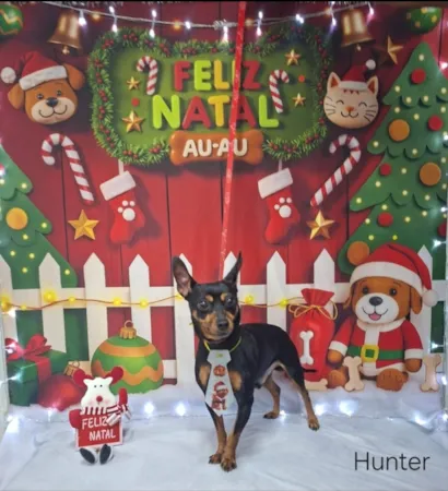 Cachorro raça Pinscher idade 2 anos nome Hunter 