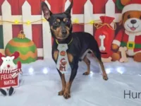 Cachorro raça Pinscher idade 2 anos nome Hunter 