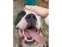 Cachorro raça Pit-Bull idade 2 a 6 meses nome Nome Desconhecido