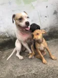 Cachorro raça SRD-ViraLata idade 7 a 11 meses nome Xena