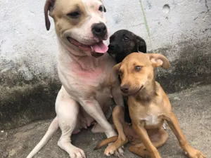 Cachorro raça SRD-ViraLata idade 7 a 11 meses nome Xena