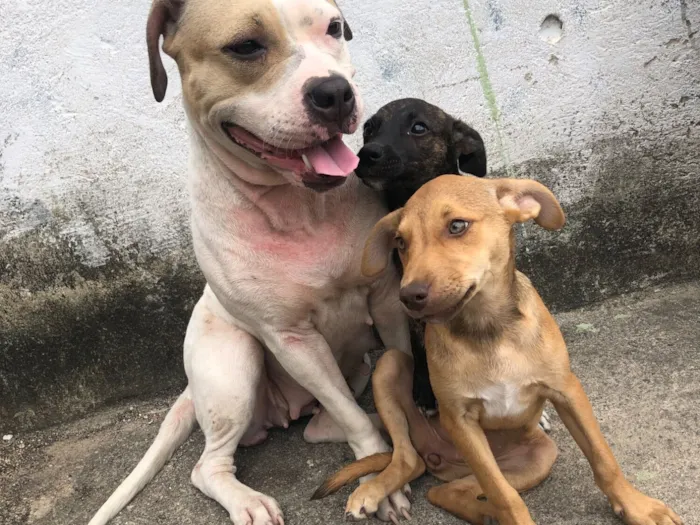 Cachorro raça SRD-ViraLata idade 7 a 11 meses nome Xena