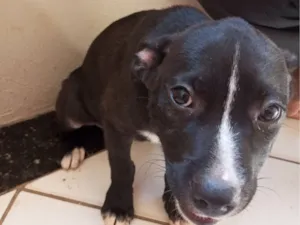 Cachorro raça Rottweiler idade 2 a 6 meses nome Pertinho 