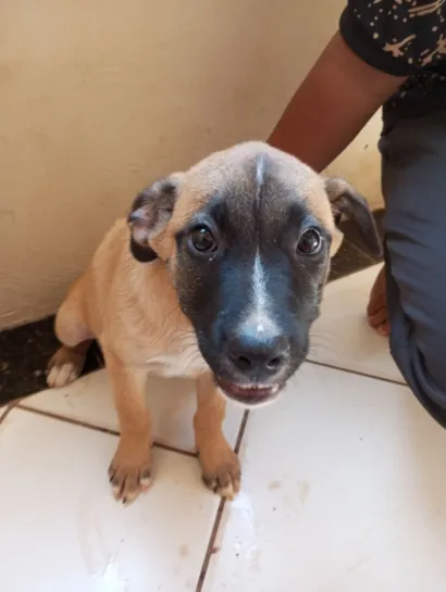 Cachorro raça Rottweiler idade 2 a 6 meses nome Caramelo