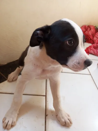 Cachorro raça Rottweiler idade 2 a 6 meses nome Pamda