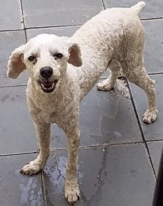 Cachorro raça Poodle idade 6 ou mais anos nome Piter