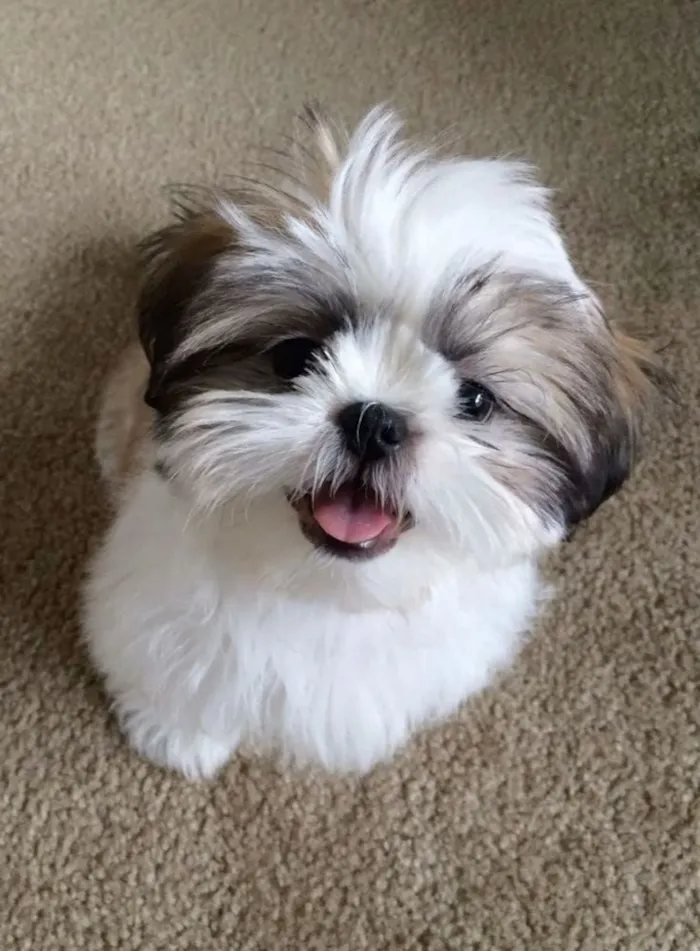 Cachorro raça Shitzu idade Abaixo de 2 meses nome EMANOEL ROBERTO ALVES DE AMORIM