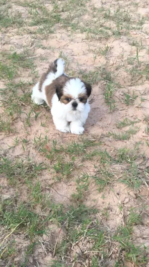 Cachorro raça Shitzu idade Abaixo de 2 meses nome EMANOEL ROBERTO ALVES DE AMORIM