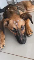 Cachorro raça SRD-ViraLata idade 7 a 11 meses nome Teresa