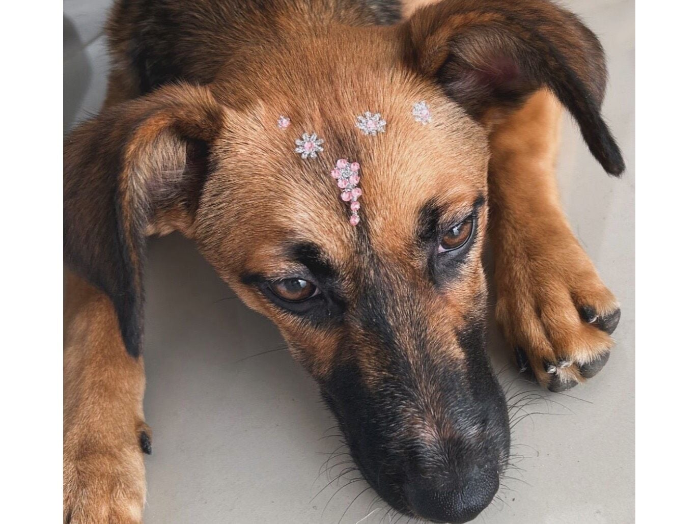 Cachorro raça SRD-ViraLata idade 7 a 11 meses nome Teresa