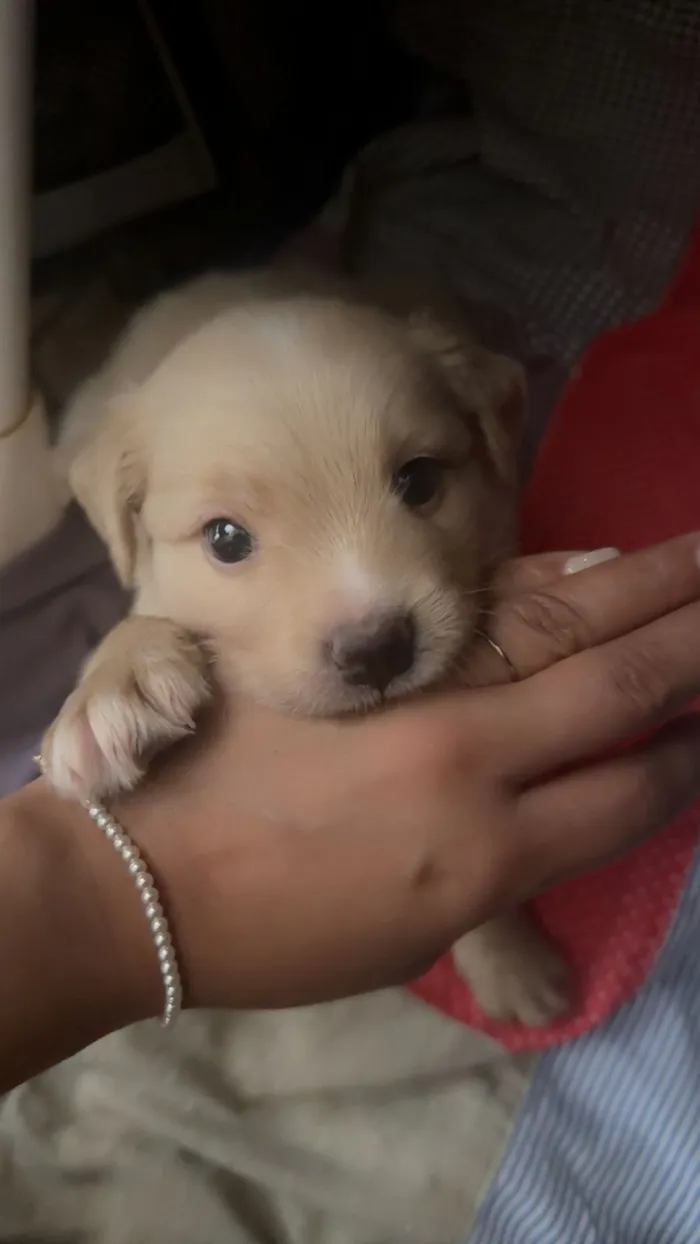 Cachorro raça SRD-ViraLata idade Abaixo de 2 meses nome  Filhotinhos à procura de um lar cheio de amor (Brasilia)