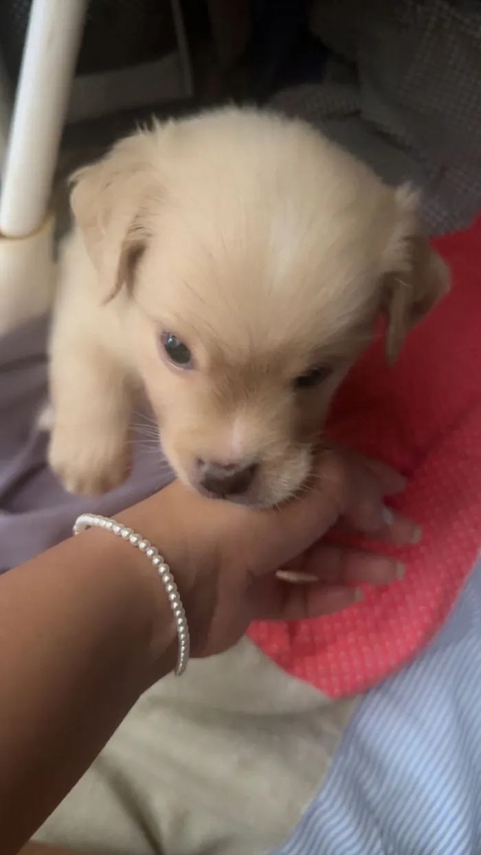 Cachorro raça SRD-ViraLata idade Abaixo de 2 meses nome  Filhotinhos à procura de um lar cheio de amor (Brasilia)