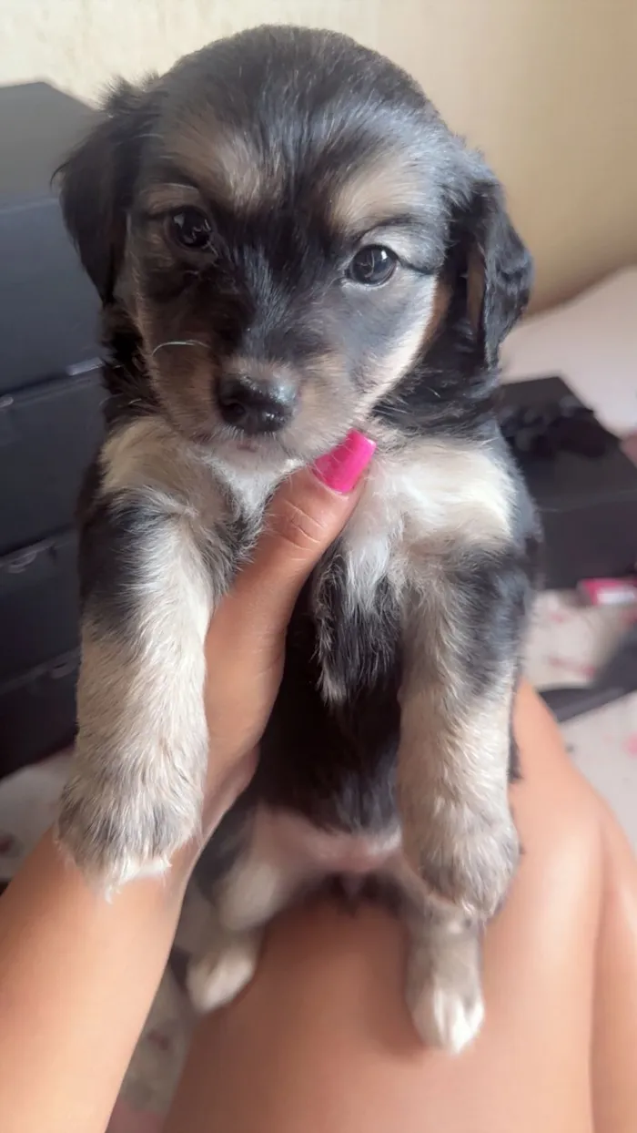 Cachorro raça SRD-ViraLata idade Abaixo de 2 meses nome  Filhotinhos à procura de um lar cheio de amor (Brasilia)