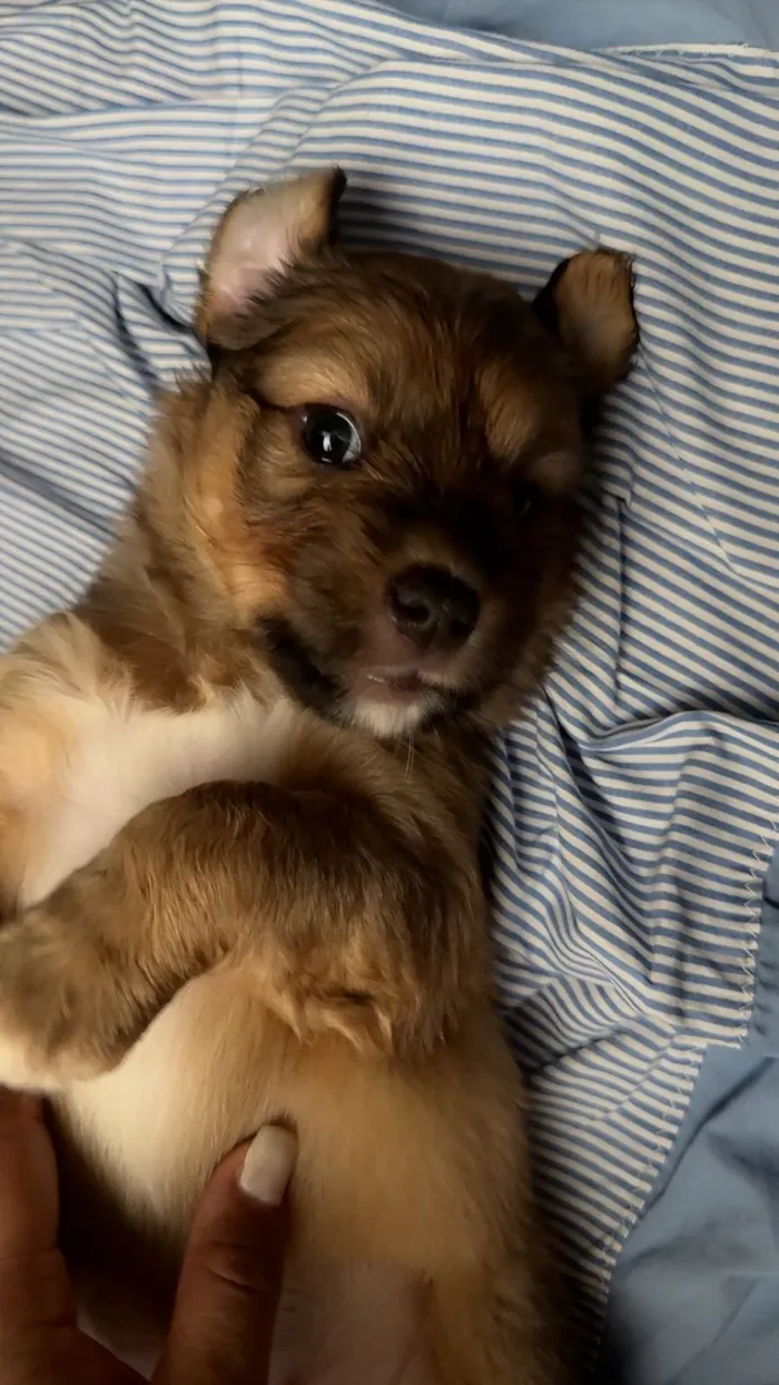 Cachorro raça SRD-ViraLata idade Abaixo de 2 meses nome  Filhotinhos à procura de um lar cheio de amor (Brasilia)