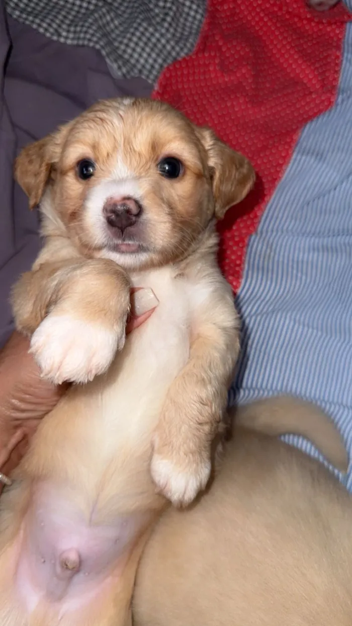 Cachorro raça SRD-ViraLata idade Abaixo de 2 meses nome  Filhotinhos à procura de um lar cheio de amor (Brasilia)