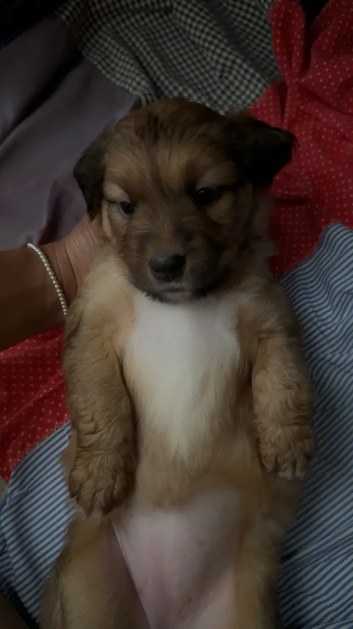 Cachorro raça SRD-ViraLata idade Abaixo de 2 meses nome  Filhotinhos à procura de um lar cheio de amor (Brasilia)