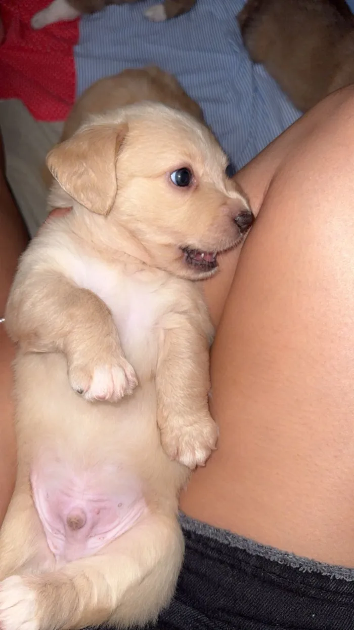 Cachorro raça SRD-ViraLata idade Abaixo de 2 meses nome  Filhotinhos à procura de um lar cheio de amor (Brasilia)