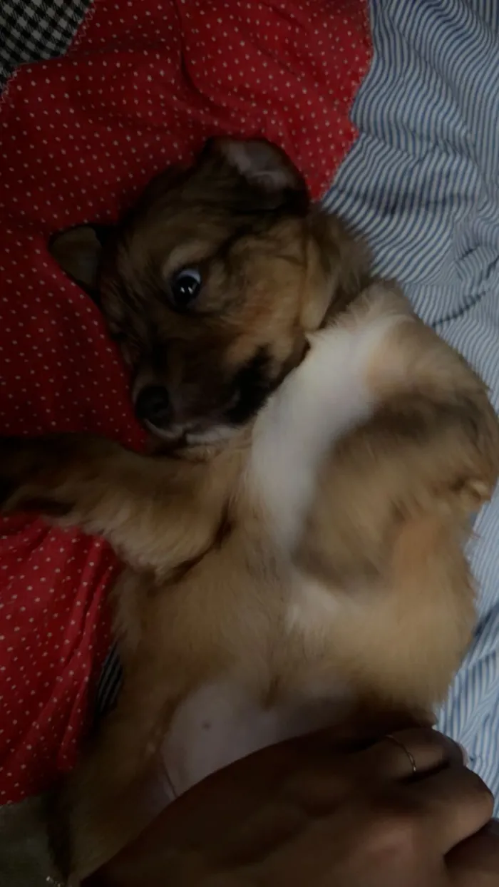 Cachorro raça SRD-ViraLata idade Abaixo de 2 meses nome  Filhotinhos à procura de um lar cheio de amor (Brasilia)