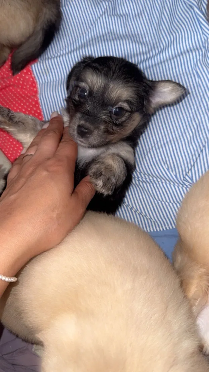 Cachorro raça SRD-ViraLata idade Abaixo de 2 meses nome  Filhotinhos à procura de um lar cheio de amor (Brasilia)