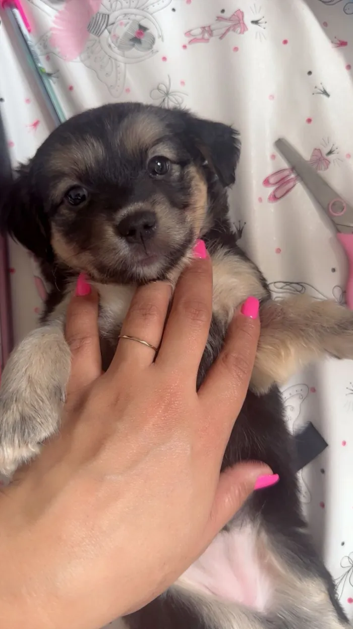 Cachorro raça SRD-ViraLata idade Abaixo de 2 meses nome  Filhotinhos à procura de um lar cheio de amor (Brasilia)