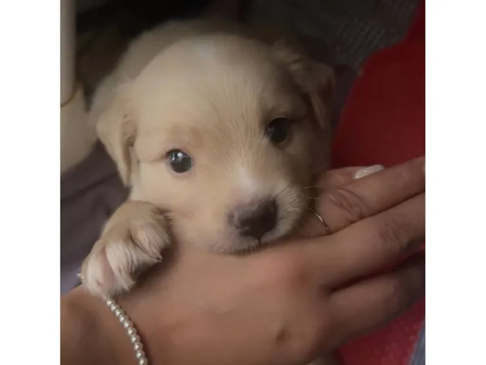 Cachorro raça SRD-ViraLata idade Abaixo de 2 meses nome  Filhotinhos à procura de um lar cheio de amor (Brasilia)