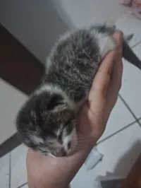 Gato raça SRD-ViraLata idade Abaixo de 2 meses nome Nina