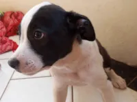 Cachorro raça Rottweiler idade 2 a 6 meses nome Pamda