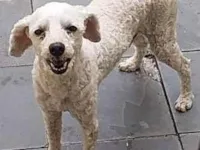 Cachorro raça Poodle idade 6 ou mais anos nome Piter