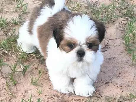 Cachorro raça Shitzu idade Abaixo de 2 meses nome EMANOEL ROBERTO ALVES DE AMORIM