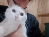 Gato raça Angorá idade 7 a 11 meses nome Mel da raça angorá 