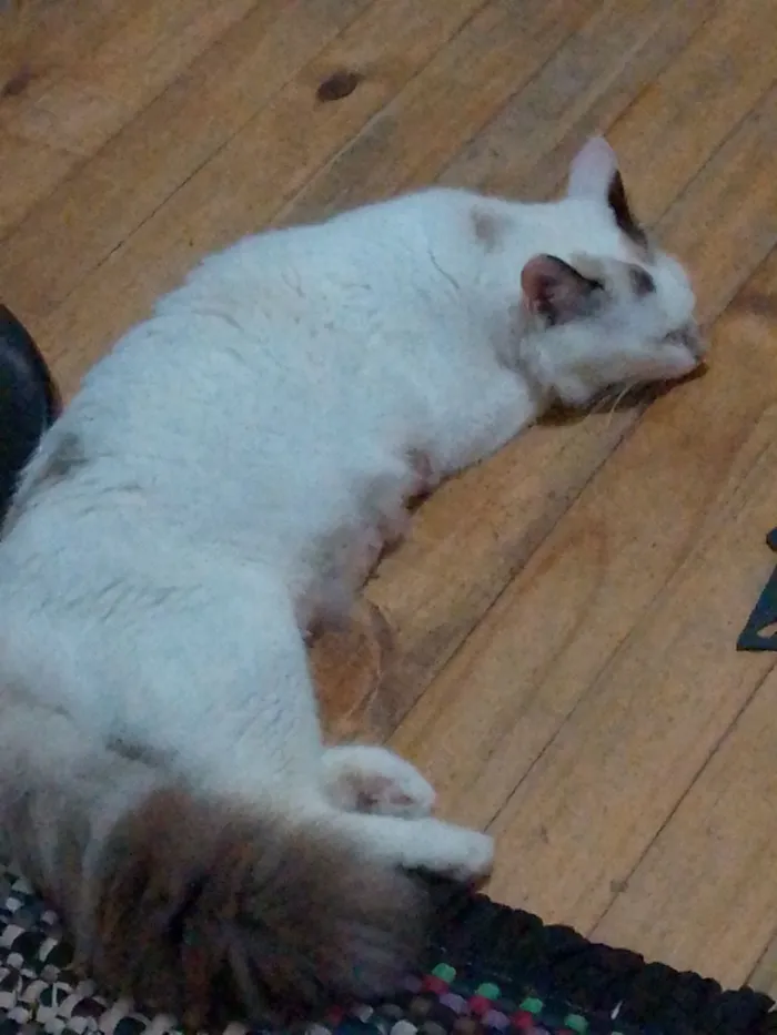 Gato raça Angorá idade 7 a 11 meses nome Mel da raça angorá 