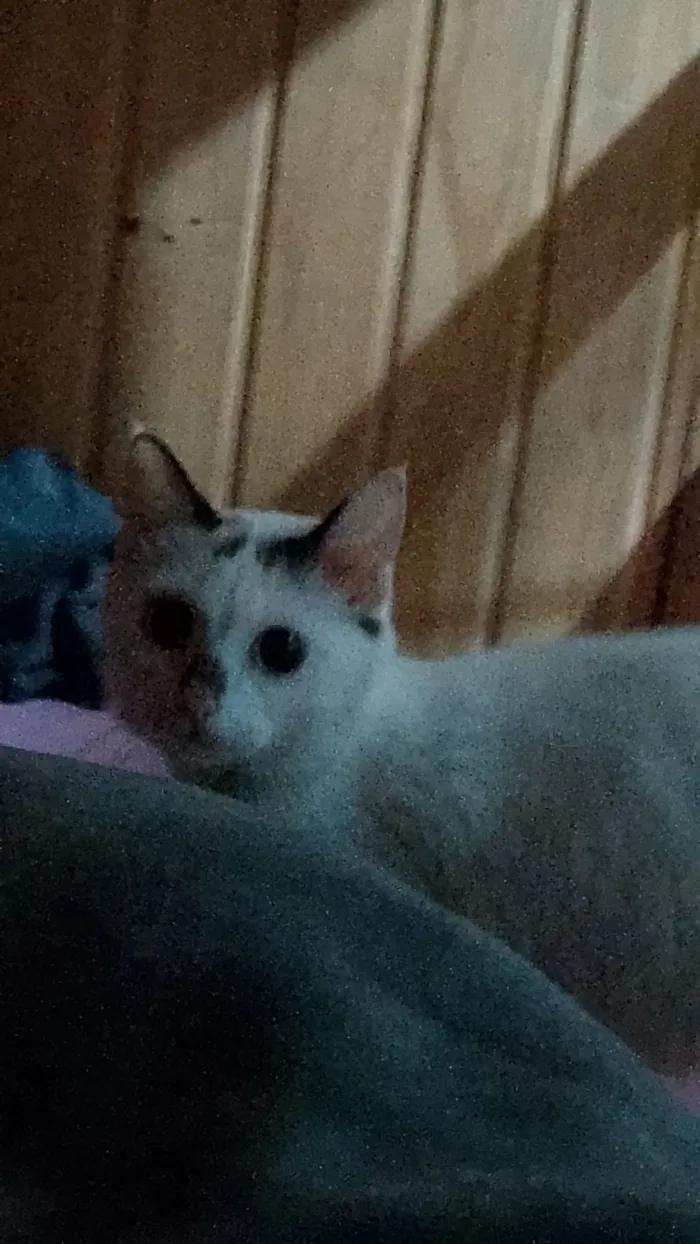 Gato raça Angorá idade 7 a 11 meses nome Mel da raça angorá 