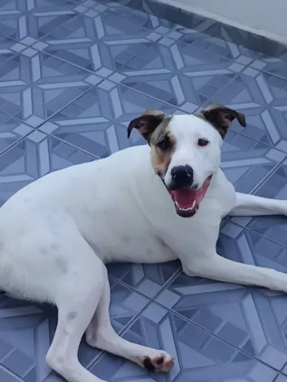 Cachorro raça Pit-Bull idade 7 a 11 meses nome Meives 