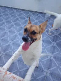 Cachorro raça SRD-ViraLata idade 2 a 6 meses nome Amina 