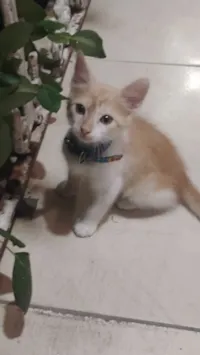 Gato raça SRD-ViraLata idade 2 a 6 meses nome Ana Paula Ferreira Lara de Assis