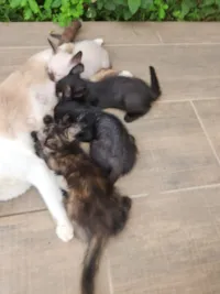 Gato raça SRD-ViraLata idade Abaixo de 2 meses nome Sem nome ainda