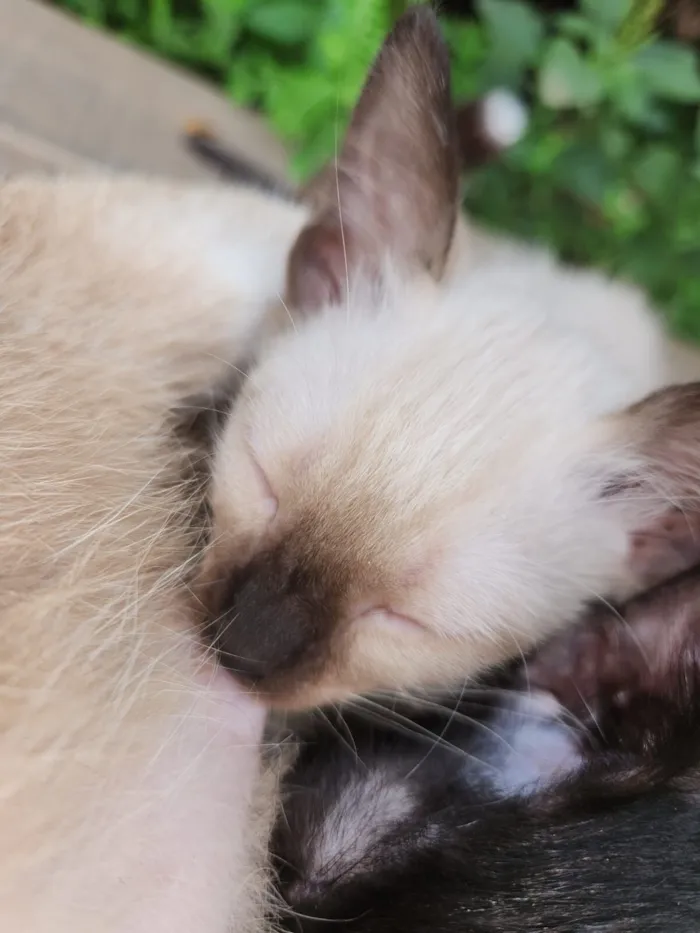 Gato raça SRD-ViraLata idade Abaixo de 2 meses nome Sem nome ainda