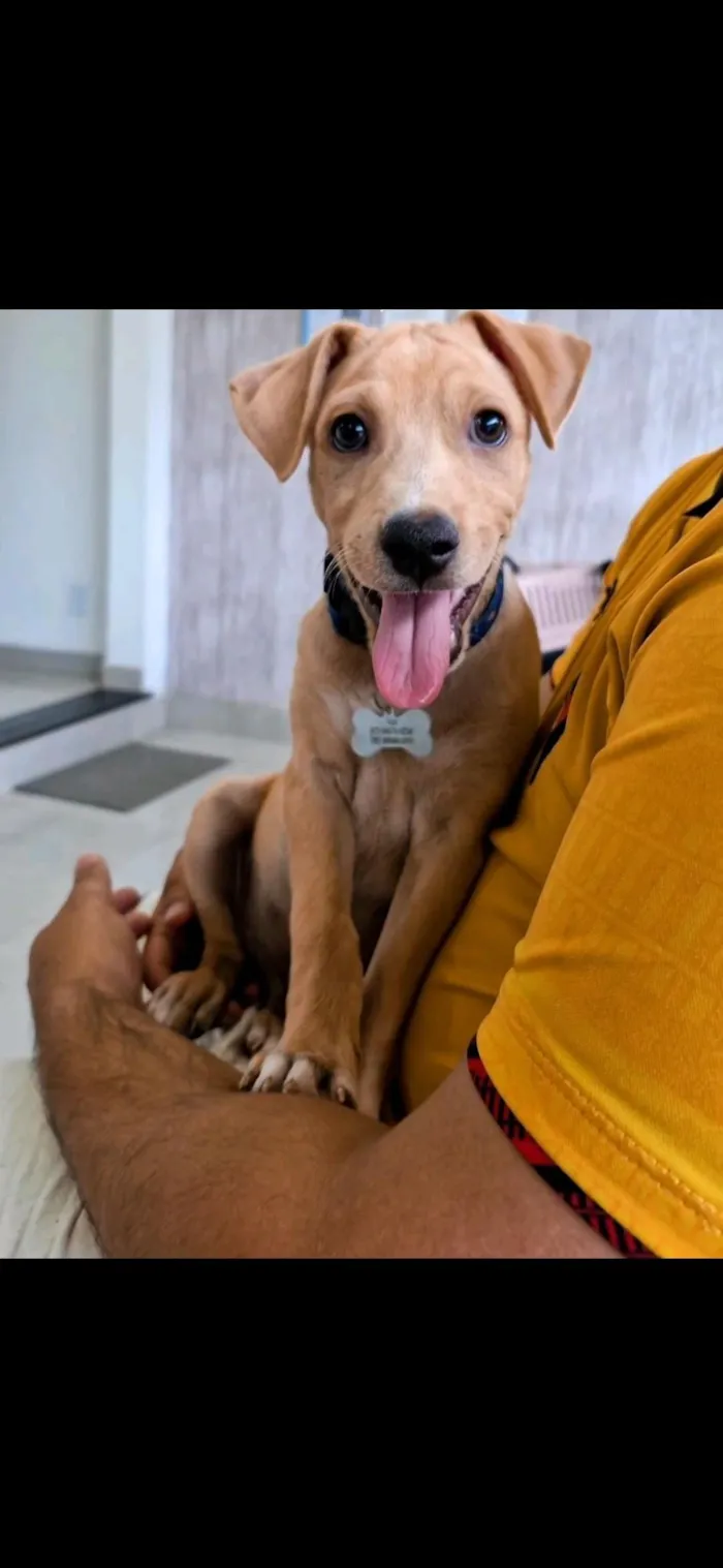 Cachorro raça SRD-ViraLata idade 2 a 6 meses nome Apollo