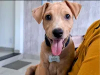 Cachorro raça SRD-ViraLata idade 2 a 6 meses nome Apollo