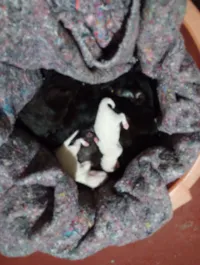 Gato raça SRD-ViraLata idade Abaixo de 2 meses nome Gisele Dos Santos