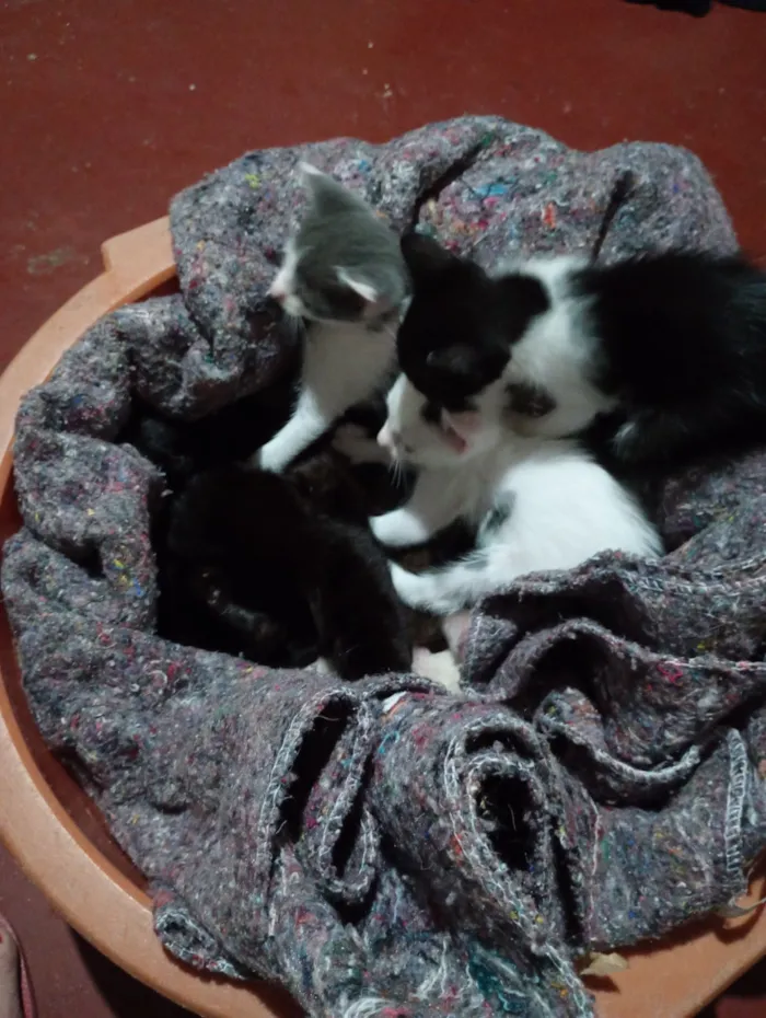 Gato raça SRD-ViraLata idade Abaixo de 2 meses nome Gisele Dos Santos