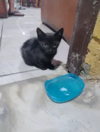 Gato raça SRD-ViraLata idade Abaixo de 2 meses nome Letiane Somavilla