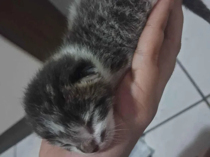 Gato raça SRD-ViraLata idade Abaixo de 2 meses nome Nina