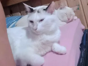 Gato raça Angorá idade 7 a 11 meses nome Mel da raça angorá 